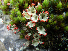 Cladonia diversa found Nr. Higher Ormerods, Calf Hey