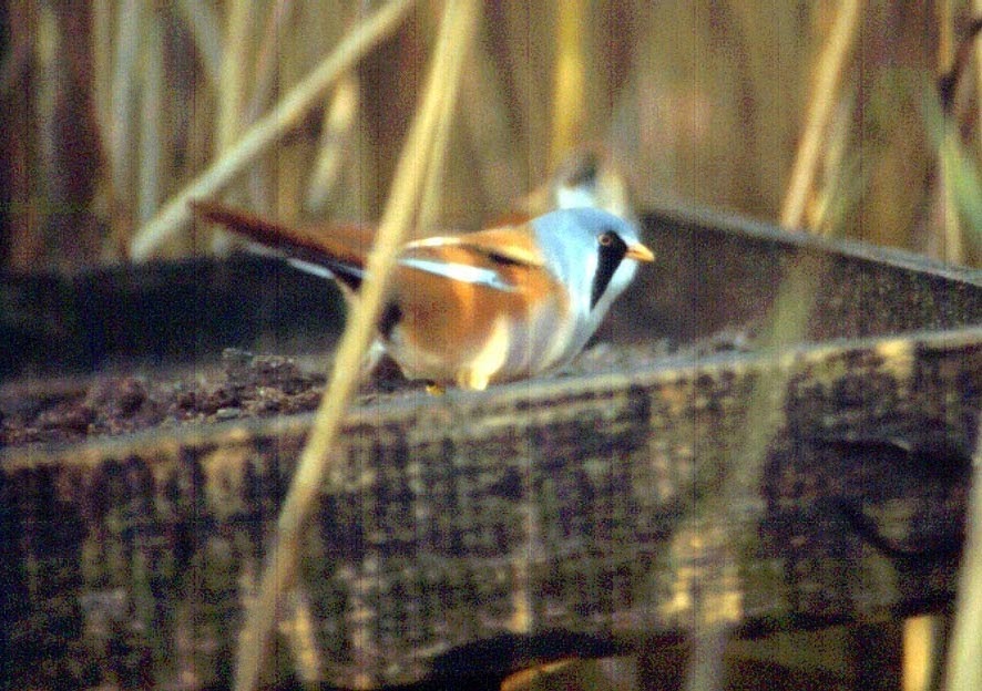 to North Lancs Ringing Group Reed bed Birds Have a Good Season