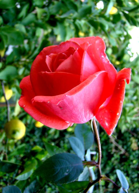 [2010-01-01+007+(Large).jpg]