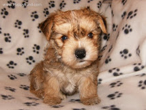 Morkie Puppy