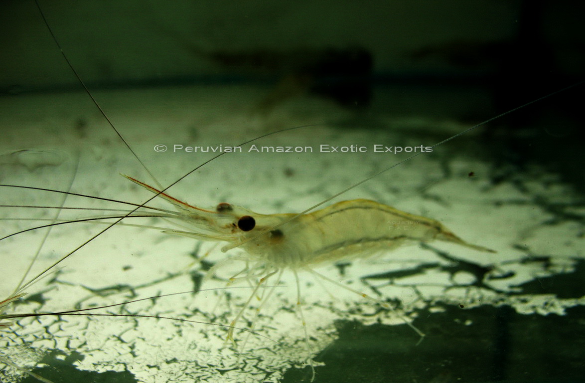 [White+shrimp.jpg]