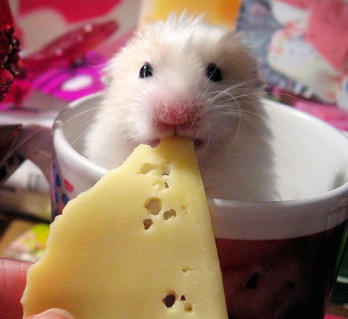 Eat Cheese