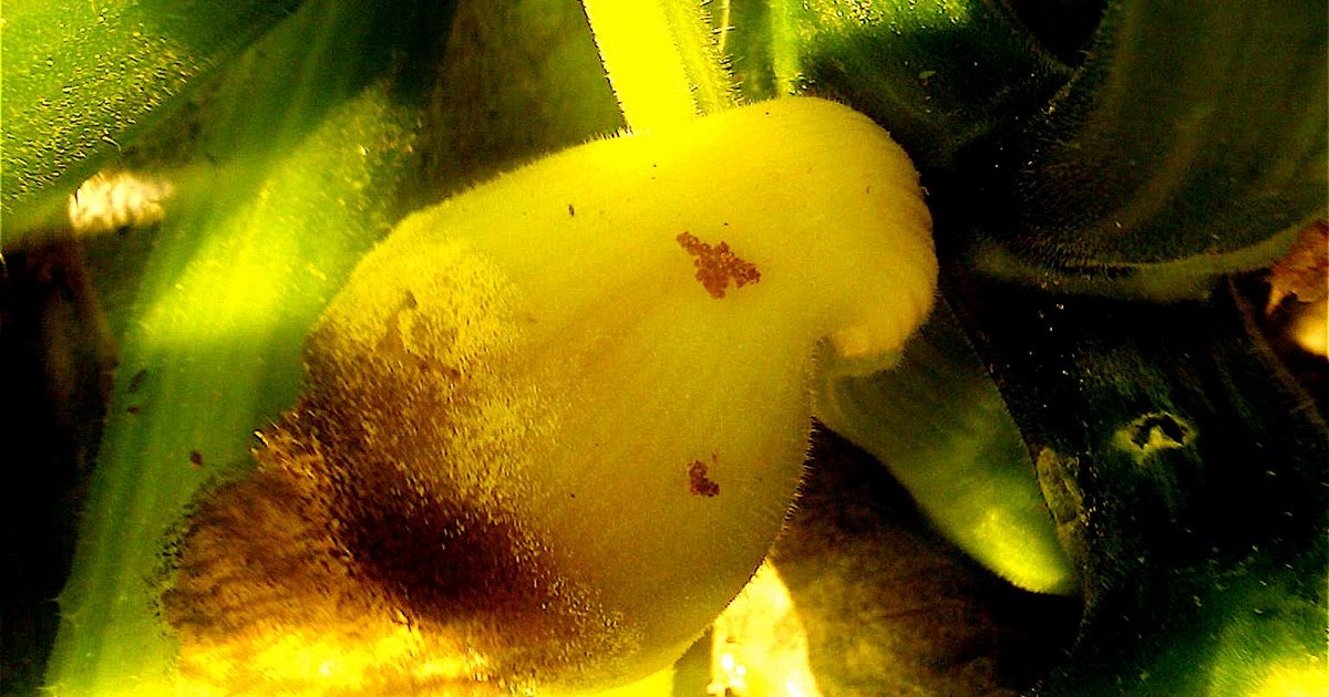 EcoCulinaire Fruit Abortion