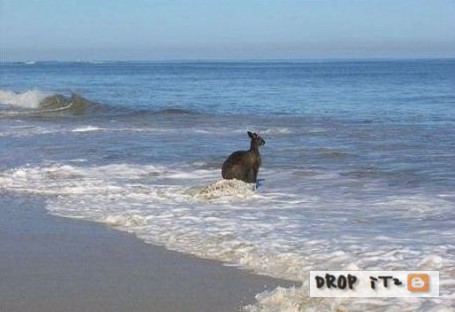 http://3.bp.blogspot.com/_Msub-1hLuSk/TNMHFs1RfrI/AAAAAAAACP8/5sUSA0E_EHg/s1600/BIG+GRREN+Kangaroos+KILL+%286%29.jpg