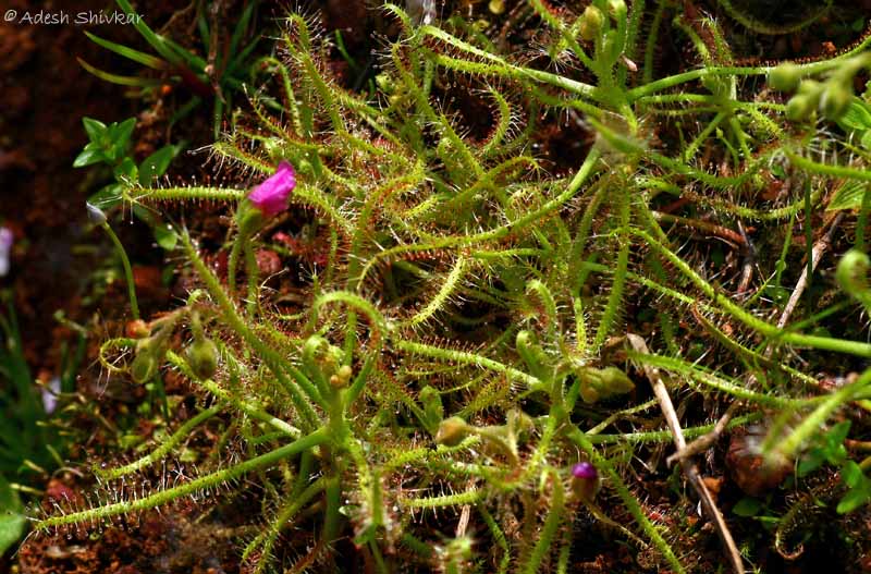 [Drosera-3.jpg]