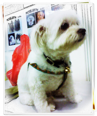 Dog Grooming Mt Dora Fl Dog Grooming Mt Dora Fl