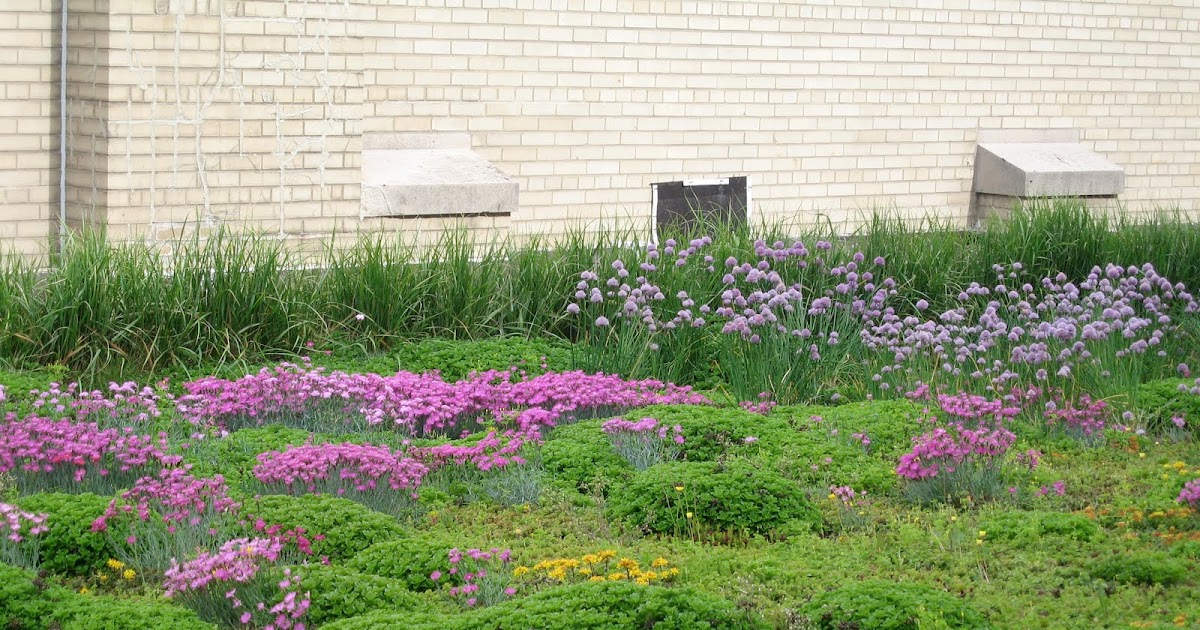 Bronx Green Roofs Tour