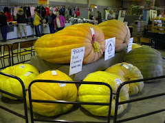 The biggest pumpkin I've ever seen