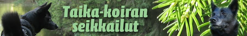 Taika-koiran seikkailut