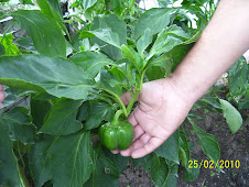 LAS MEJORES VERDURAS