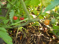 Productos de nuestra pequeña huerta