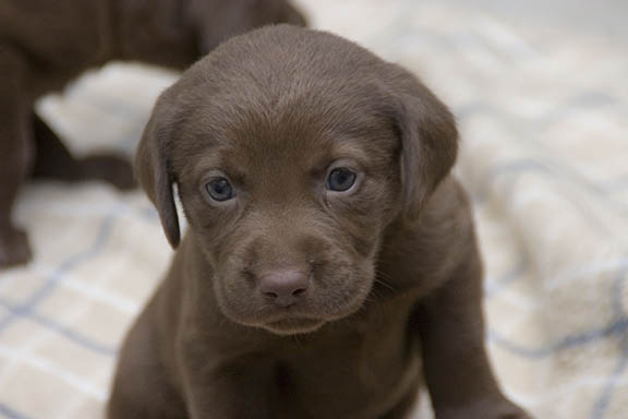 Black Chocolate Lab