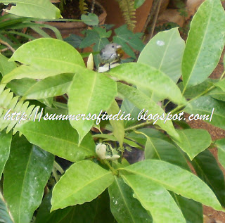 Maredu Tree