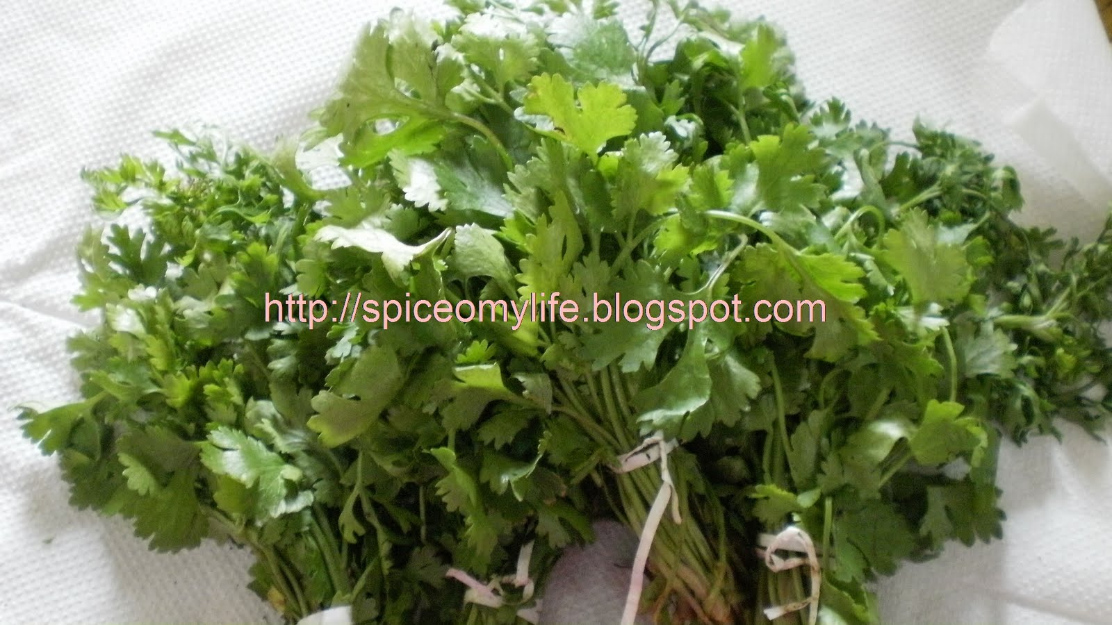 Parsley Leaves In Telugu