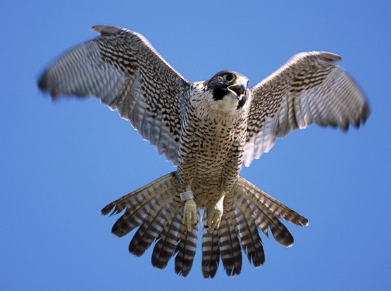 [The+Fastest+Animal+on+the+Planet+-+Peregrine+Falcon+04_resize.jpg]