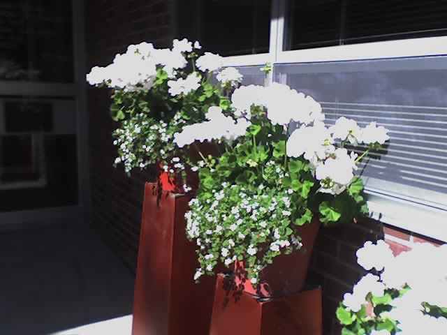 [geraniums.jpg]