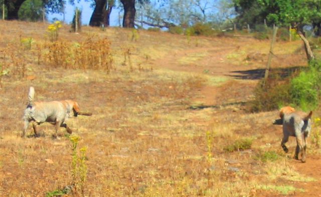 [monge+e+sol+com+pauzinhos.JPG]