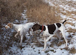 Pointer Pair at Work