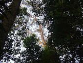Bosque Santa Lúcia - Santarém - PA