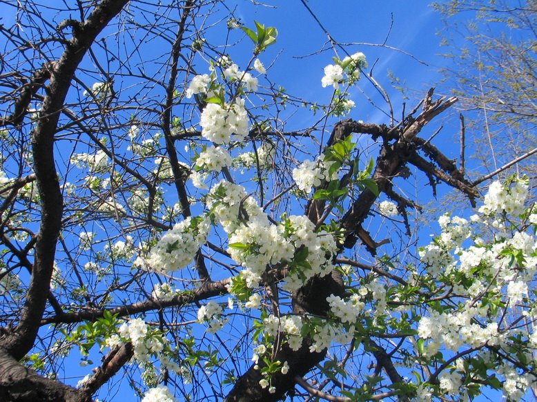 [primavara2_mic.jpg]