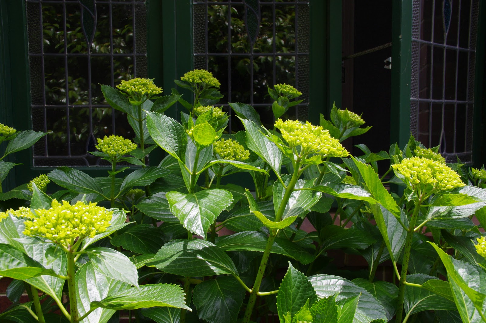 hydrangea pruning tips hydrangea garden plants pruning hydrangeas