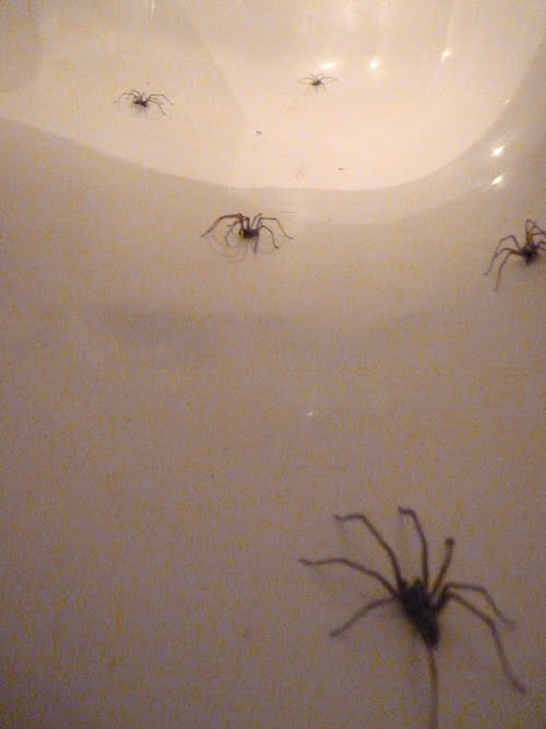 what a wonderful life... Spiders in the bath...
