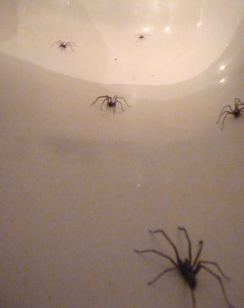 what a wonderful life... Spiders in the bath...