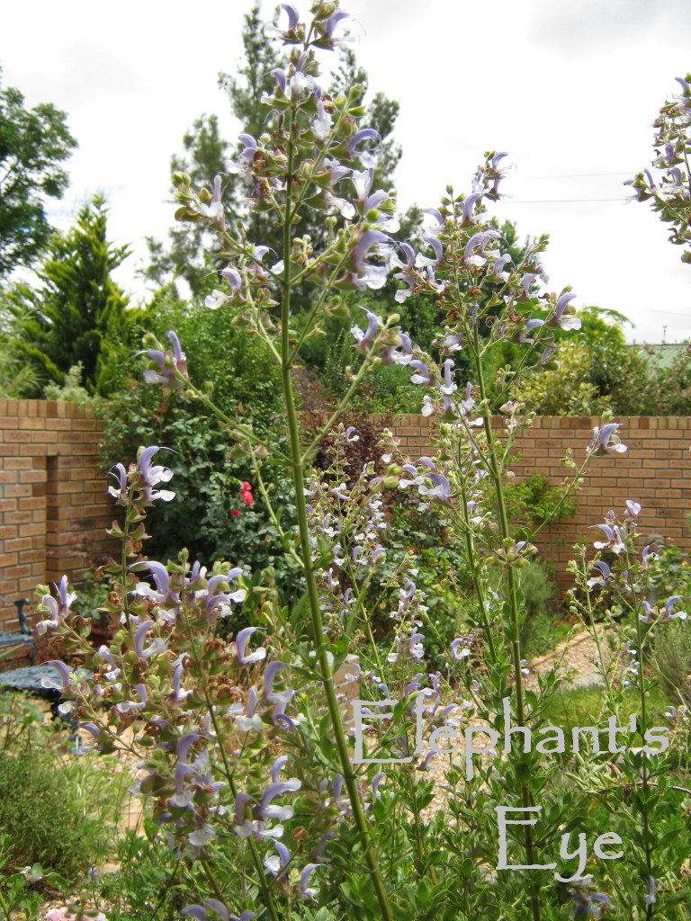 Elephant's Eye November 2010