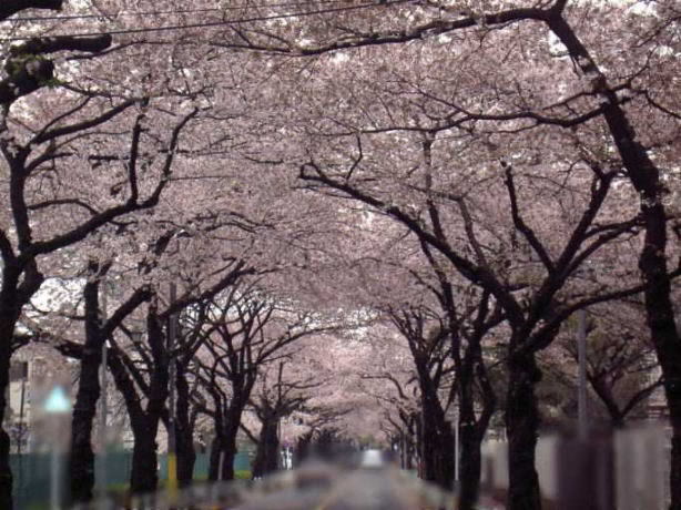 [CherryBlossoms2.jpg]