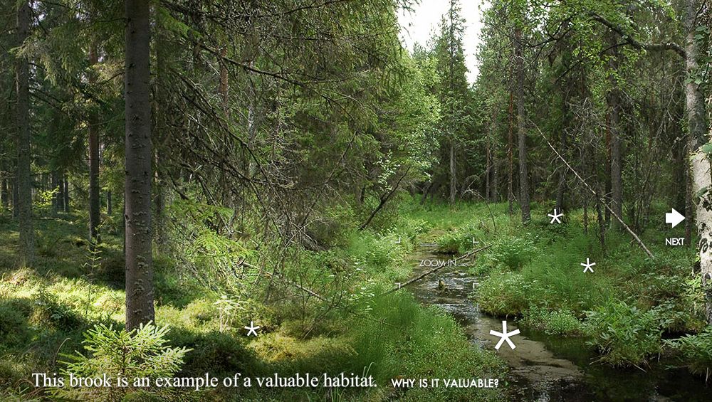 [forest.jpg]