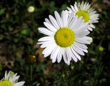 [White+flower.JPG]