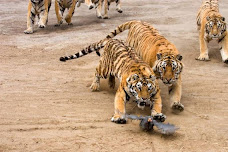 End Of the Tiger Vs Bird