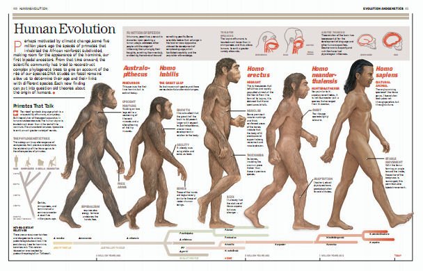 [human_evolution.jpg]
