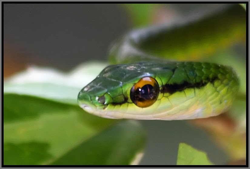 Costa Rica Touring Snakes of Costa Rica.