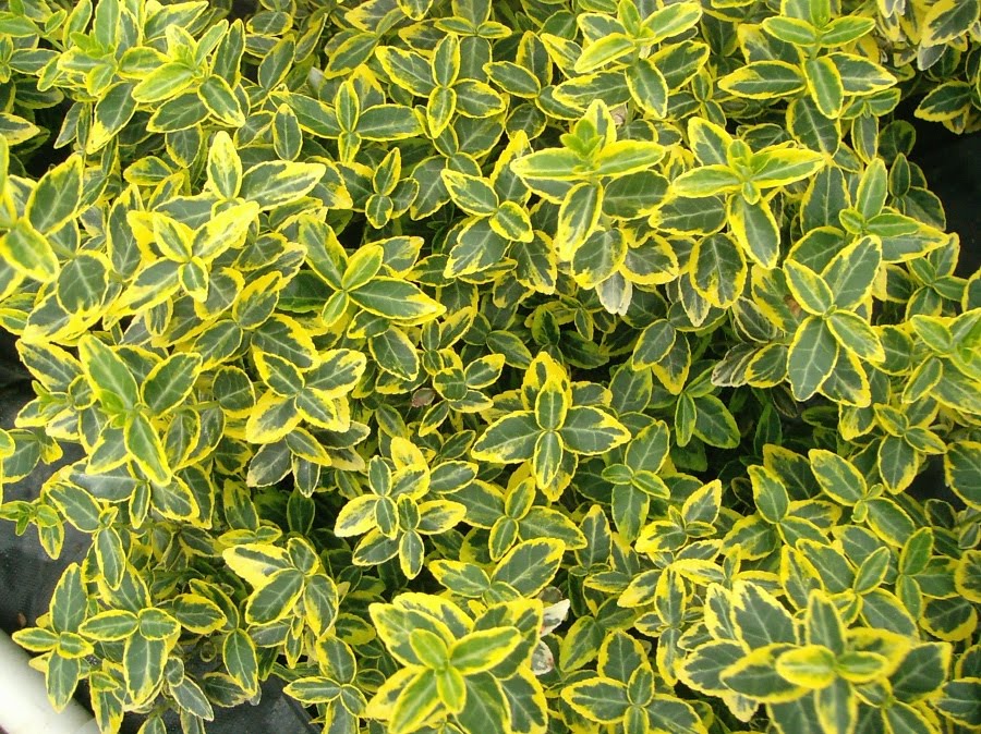 Landscape Plants By Cliff Golden Euonymus