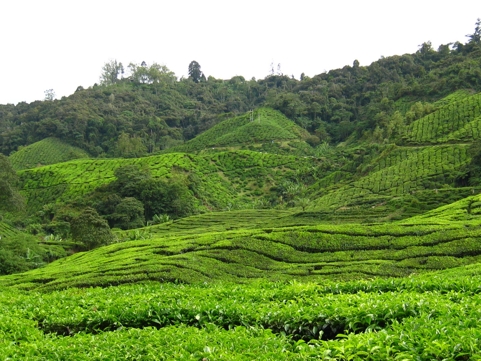 Delicious Delicious Delicious Boh Tea Plantation