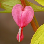 Dicentra spectabilis