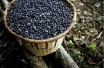 I Love Acai