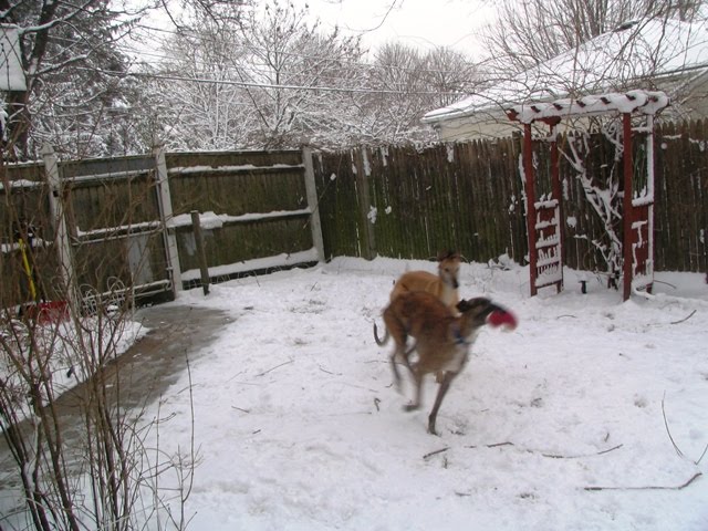 [Doggie+snow+fun.JPG]