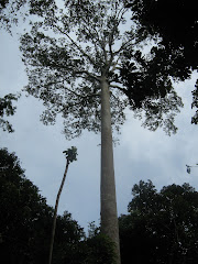Tualang Tree