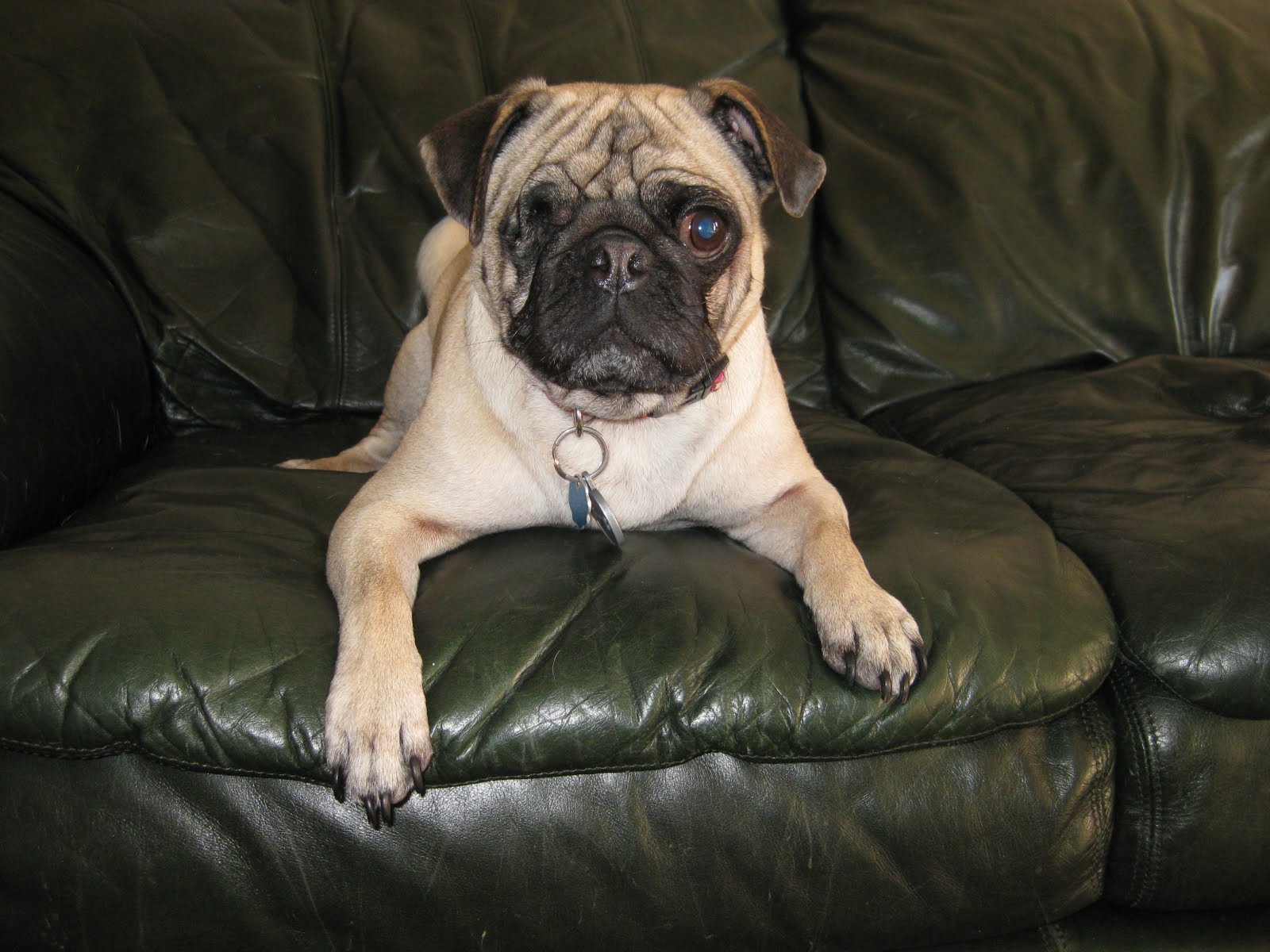 Jamiebug Cf Cepacia Lung Transplant Pug Sitting