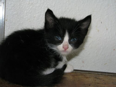 cats and kittens black and white. Black and White Kittens - Black and White Cats