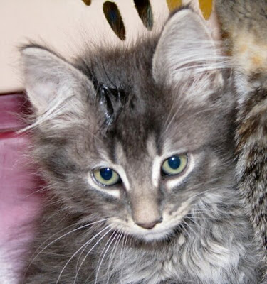 A very beautiful long hair tabby male kitten, neutered today. A very beautiful long hair tabby male kitten, neutered today.
