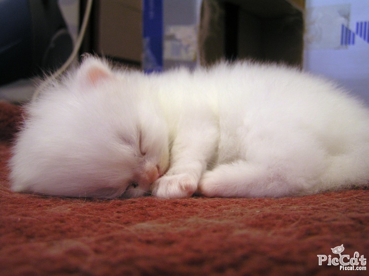 cute_white_kitten.jpg