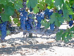 Sonoma Grapes