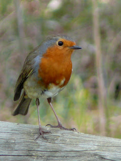 Lagoa das Braças, Fig. da Foz, 02.02.2007
