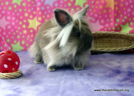 Lionhead Rabbits Personality