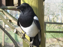 Rooney the talking magpie