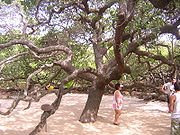 O maior cajueiro do mundo o maior cajueiro do mundo