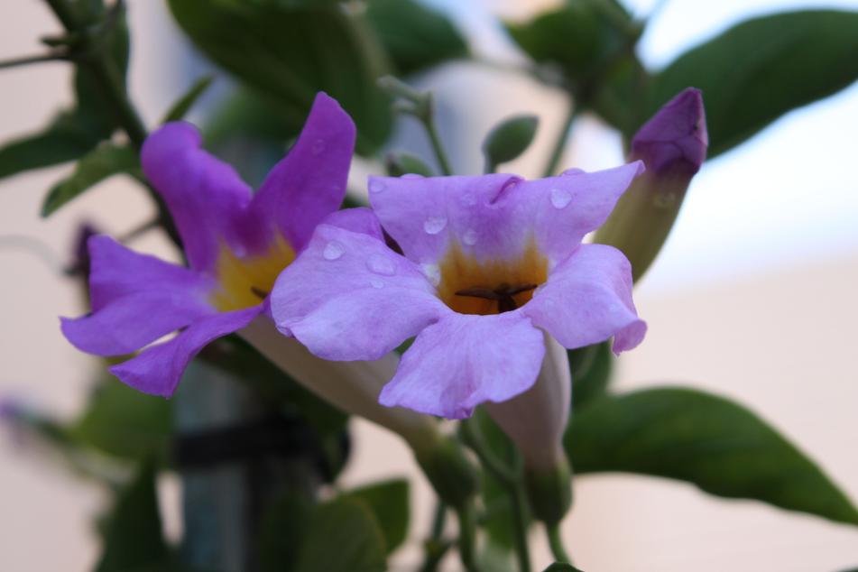18+ Purple Trumpet Flower Vine Pictures